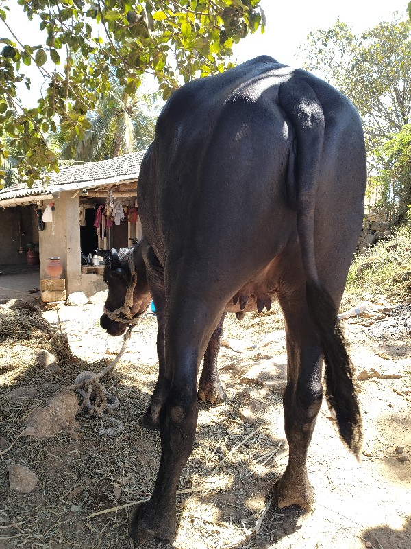 6 મહિના ની ઘાભન