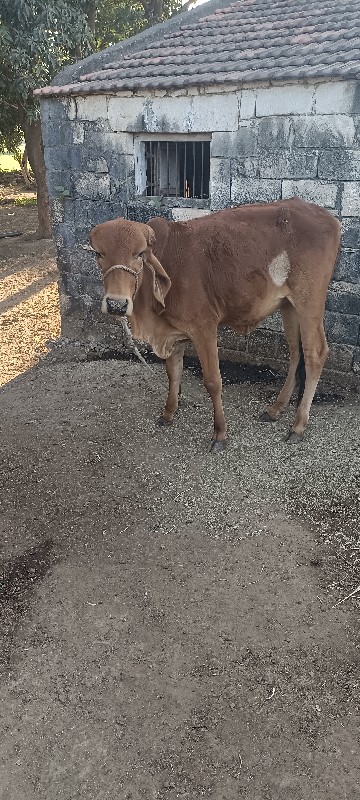 વાછડી વેચવાની છ...