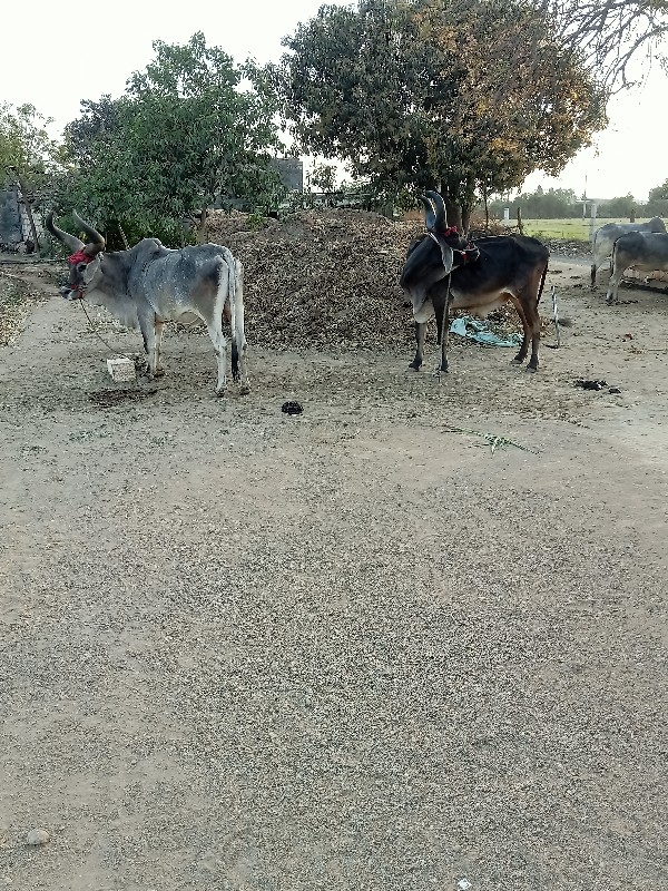 આખી જોડ વેચવાની...