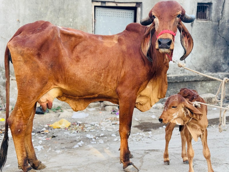 હોડકી વેચવાની છ...