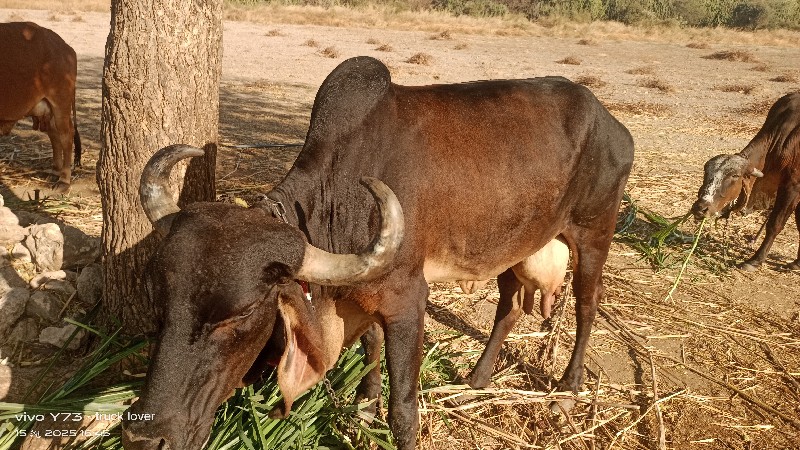 ગાય વેશવાની છે