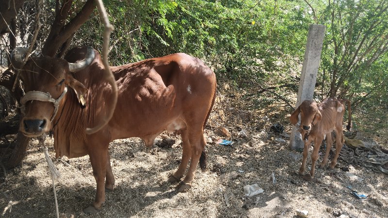 ગાય‌ વેચવાની છે...