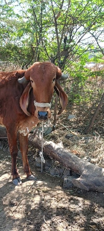 તન  વાછળી વેચવા...