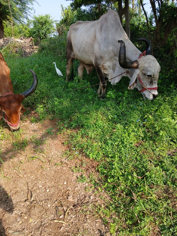 બળઘવેસવાનાસે