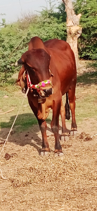 દેવીપુજક લે વેચ