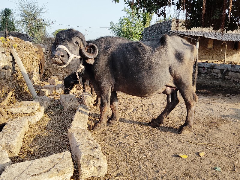 ભેસ વેશવાની છે