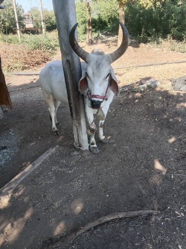 બળદ વેંચવાનો છે