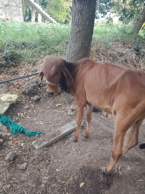 ગિર વાશરિદે વાન...