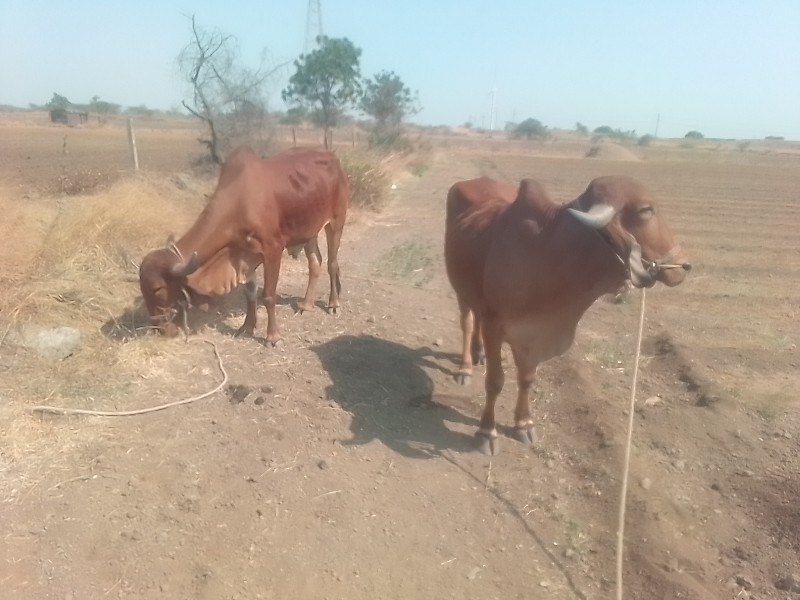 ગોડલા વેચવાના.છ...