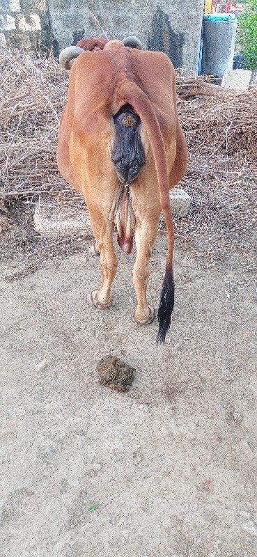 ગાય વેચવાની છે