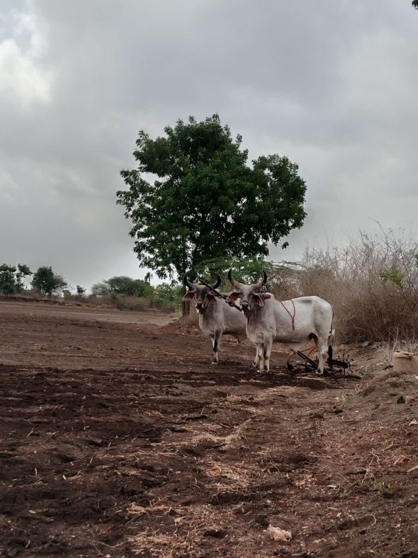 બળદ વેચવાના છે