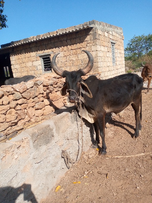 ઠાલો હાલે