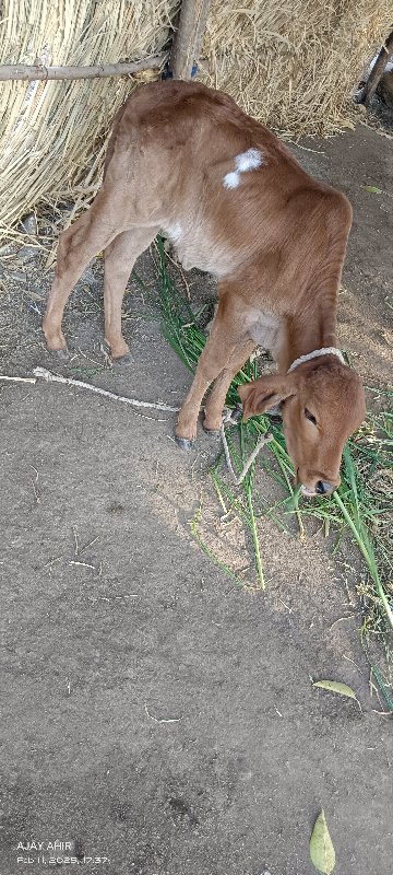 ગાય વેચવાની છે.