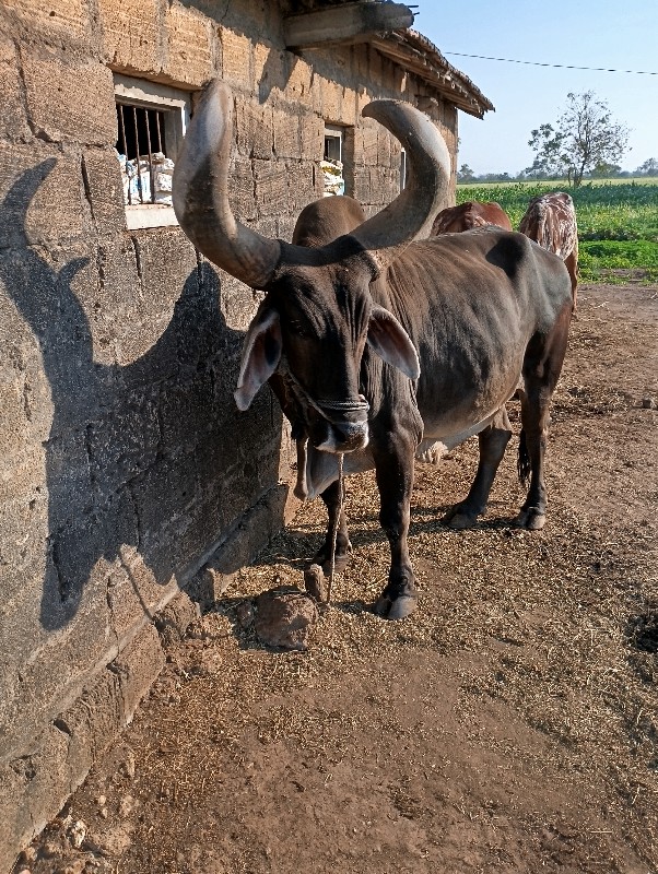 ડાબો વેચવાનો છે...