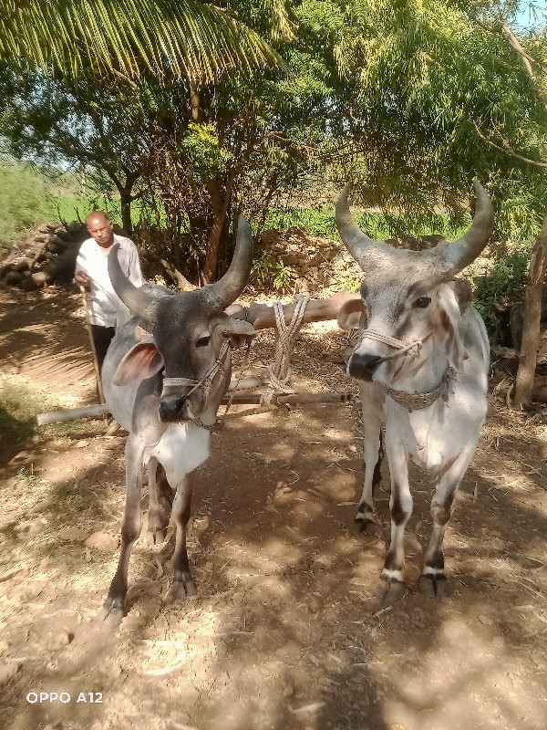 બળદ વઢિયારા વેચ...