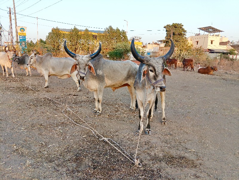 ગામ કોટડા સાંગા...