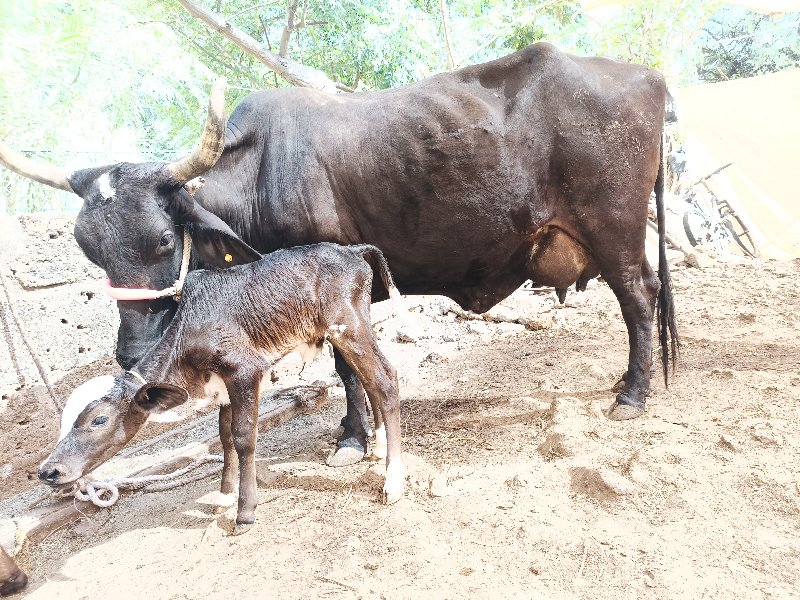 જરસી ગાય વેચવાન...