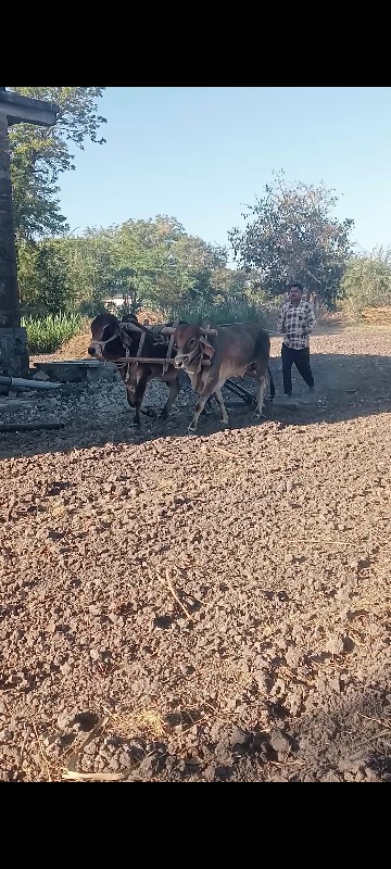 ગોધલાવેસવાનાછે