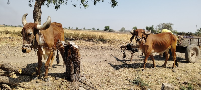 બળદ વેચવા ના છે