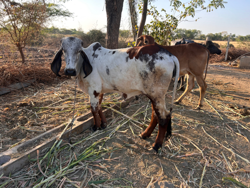 ઓરિજનલ ગીર હોડક...