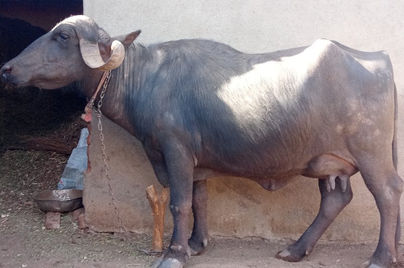 ભેસ વેચવાની છે