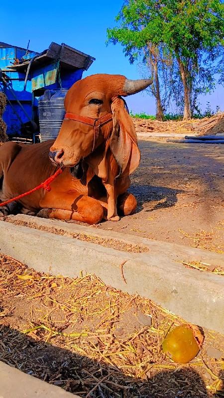 ખુટ વેચવાનો છે