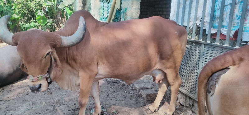2જૂ વેતર સે
ગિર...