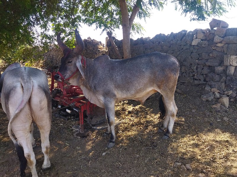 બરધ વેચવાના છે.