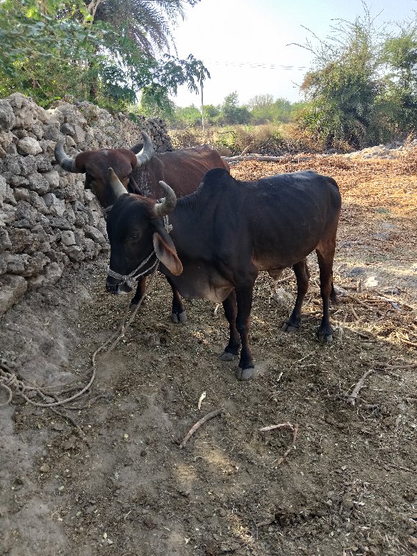 મહેશ રબારી