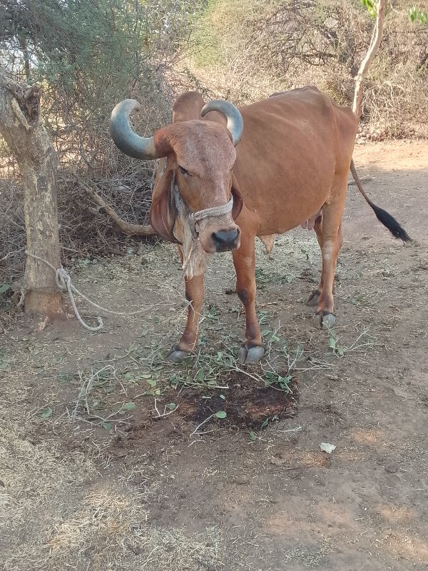 ગાય