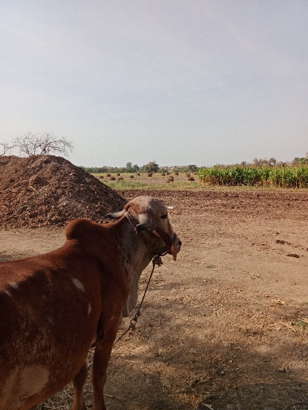 બળદ વેચવાનો છે