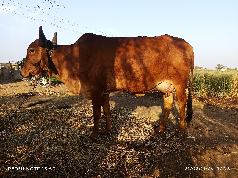 ગાય