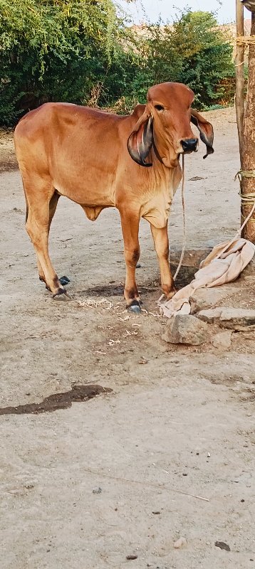 વાછરડી