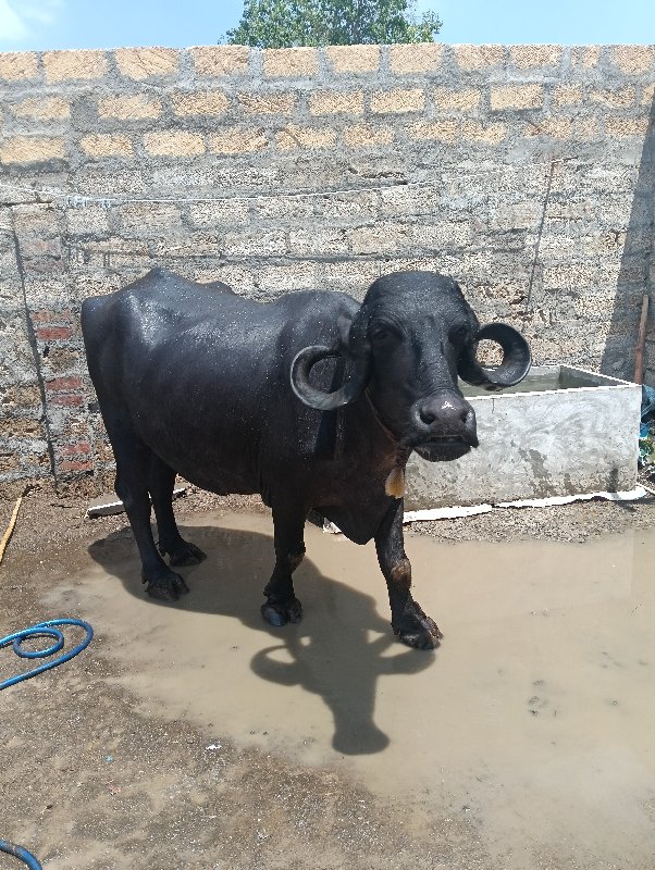 ઉમેદ ભાઈ