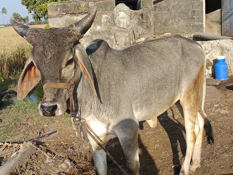 કચ્છી વાછડી વેચ...