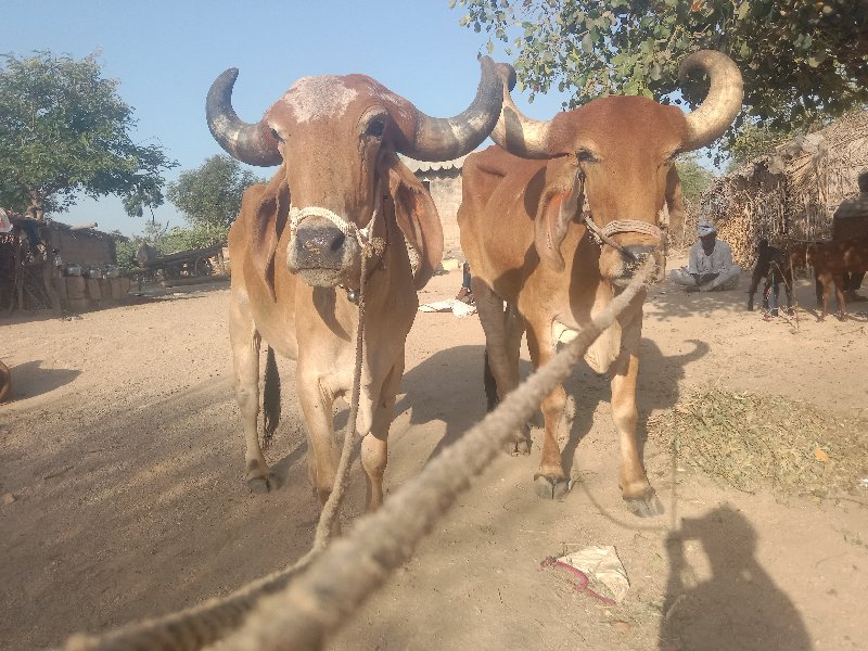 મારવા બેસવાનું...