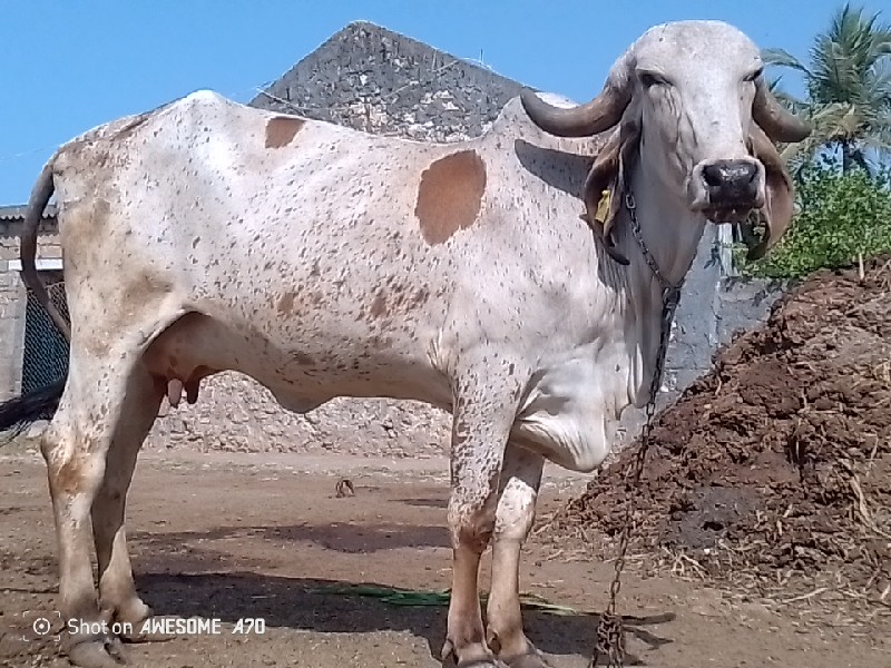 ગીર ગાય વેચવાની...