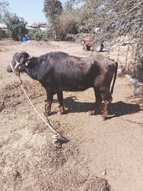 ઠાલું ખડેલું