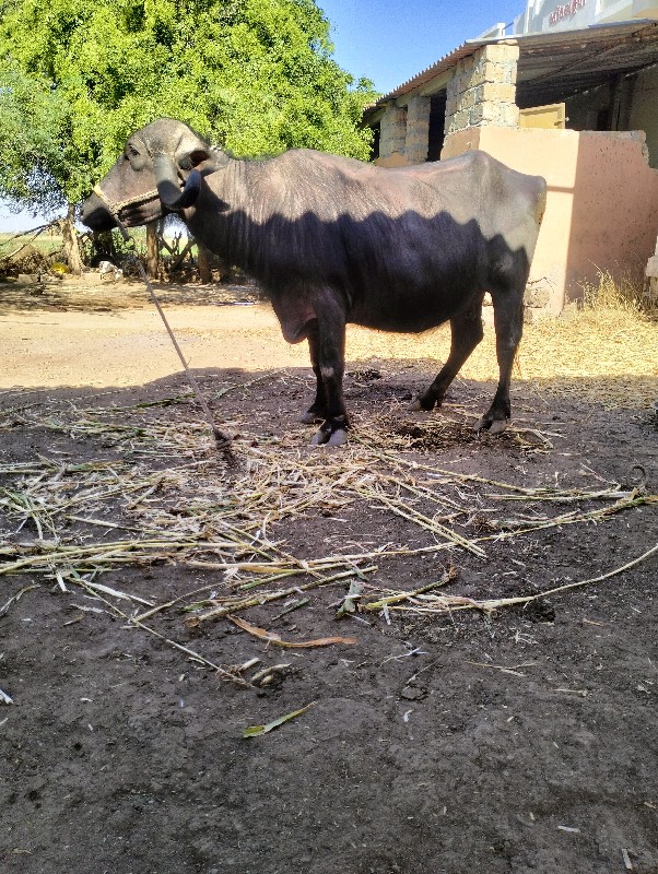 ખડેલી વેસવાની સ...