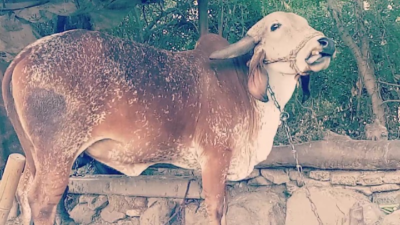 ગાય