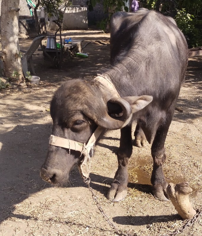 સારી ઓલાદનું ખળ...