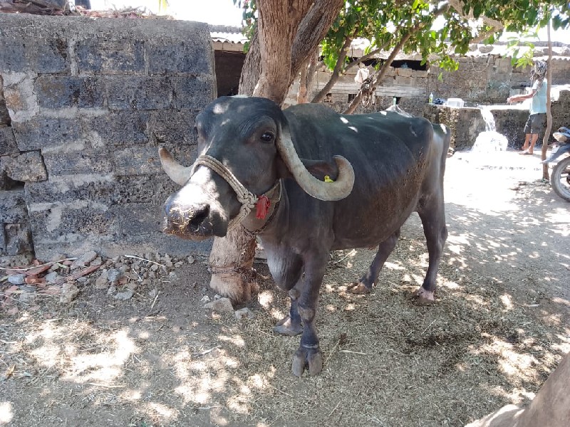 ભેંસ વેચવાની છે