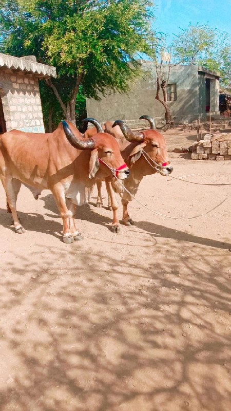 ઉદેપુર ગામ જીલ્...