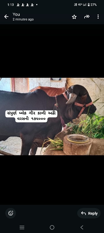 બ્લડ લાઈન ની ગી...