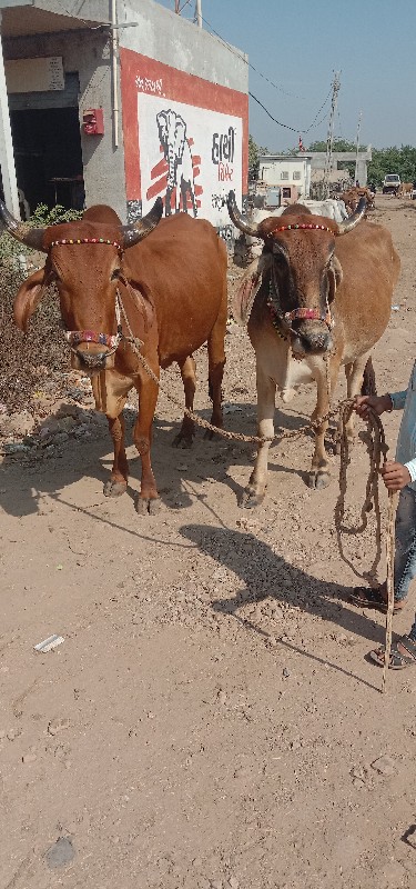 શિવ સાહેબ