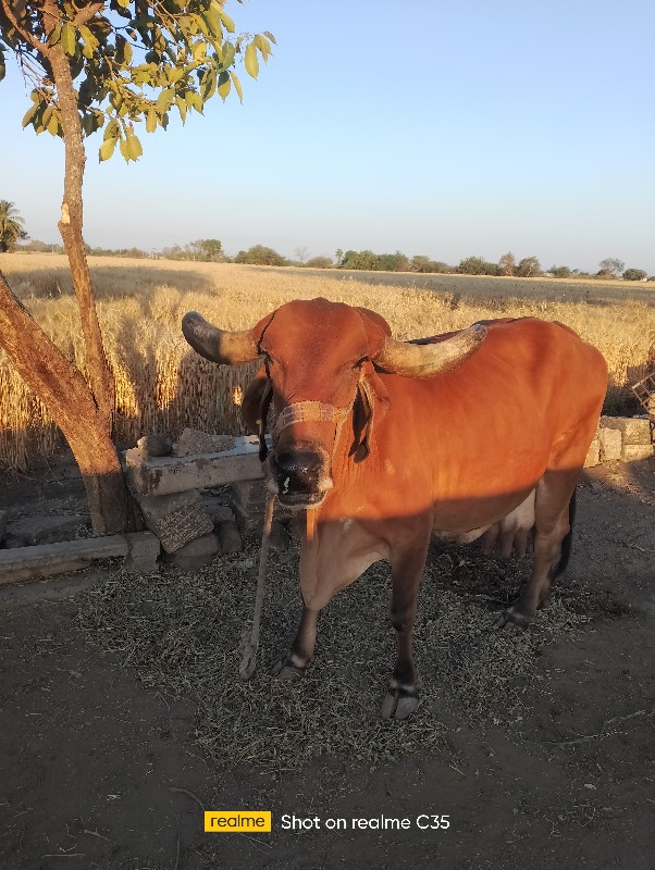 ગાય વેચવાની છે