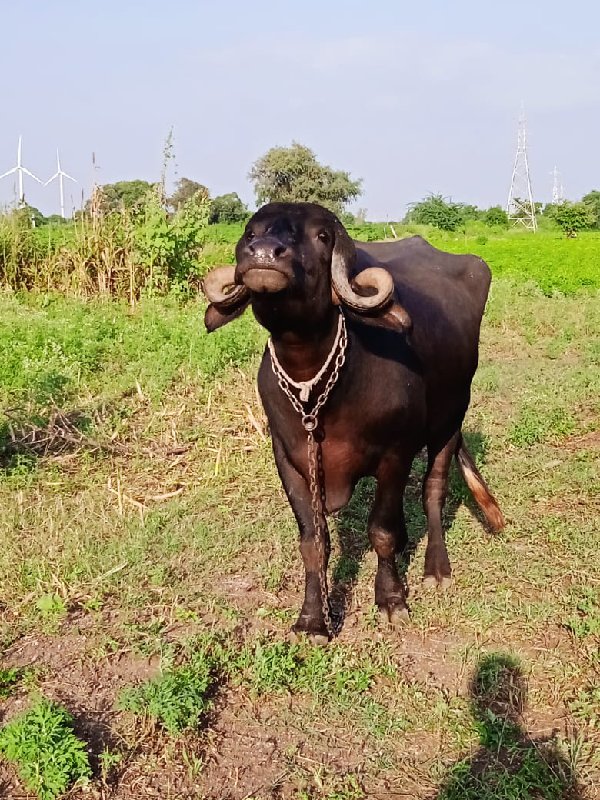 ભેસ વેચવાની છે