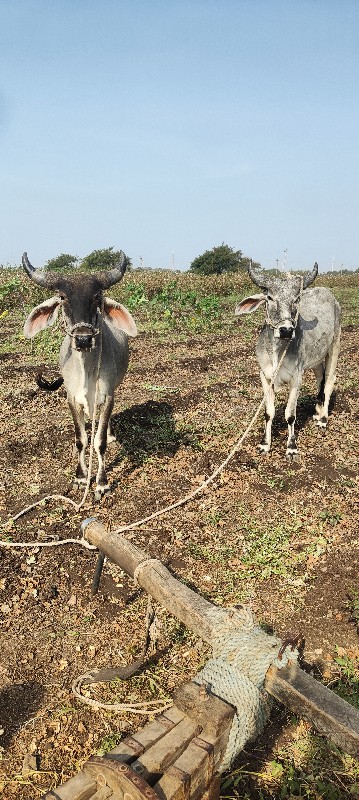 ધોરા વેશવાના છે