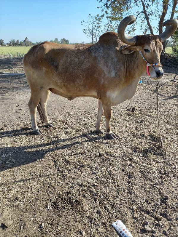 બડધવેચવાનોછે