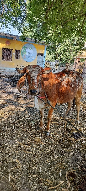 ગાય વેચવાની છે